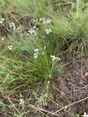 Galium hexanarium