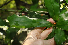 Macadamia integrifolia