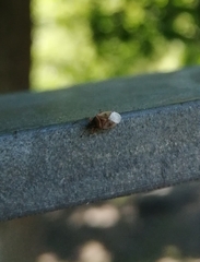 Kleidocerys resedae