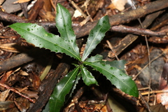 Macadamia integrifolia