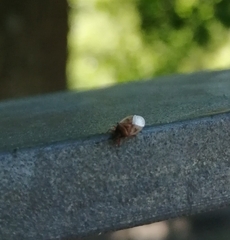 Kleidocerys resedae