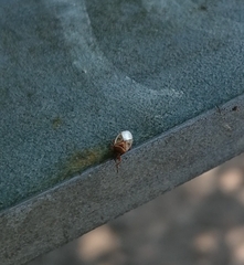 Kleidocerys resedae