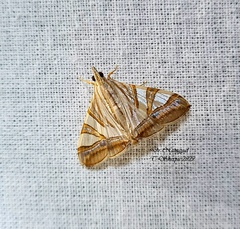 Agrioglypta zelimalis