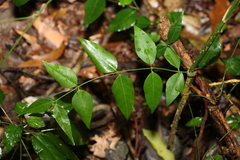 Secamone elliptica