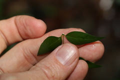 Secamone elliptica