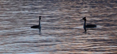 Podiceps cristatus australis