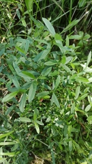 Salix myrtilloides