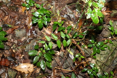 Secamone elliptica