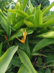 Heliconia indica