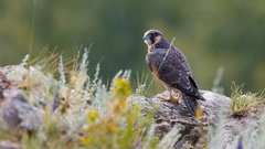 Falco peregrinus