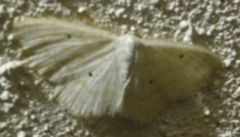 Scopula immutata