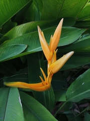 Heliconia indica