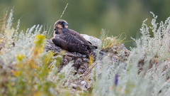 Falco peregrinus