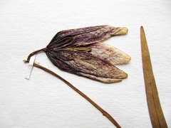 Fritillaria maximowiczii