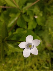 Eriocapitella rivularis