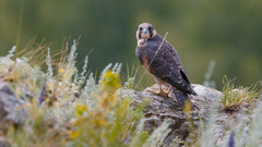 Falco peregrinus