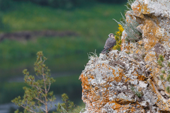 Falco peregrinus