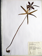 Fritillaria maximowiczii