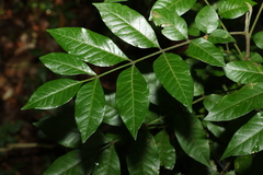 Flindersia xanthoxyla