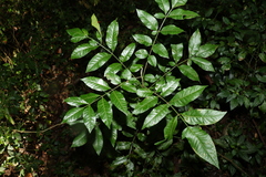 Flindersia xanthoxyla