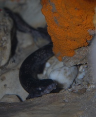 Asymbolus vincenti