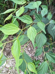 Celtis biondii