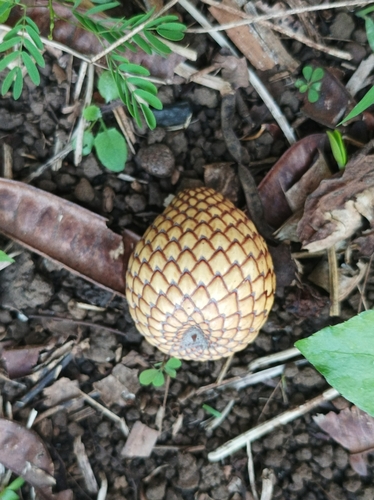 Metroxylon warburgii · iNaturalist United Kingdom