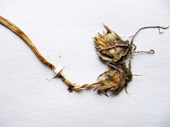 Fritillaria maximowiczii