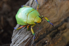 Chrysina macropus