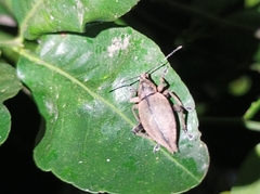 Elytrurus serrulatus