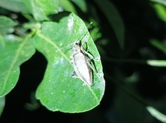 Elytrurus serrulatus