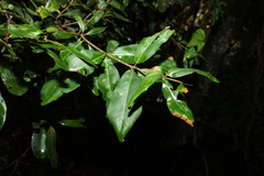Macadamia integrifolia
