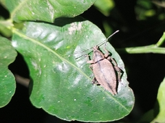 Elytrurus serrulatus