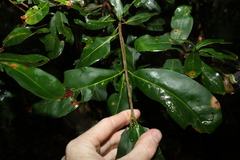 Macadamia integrifolia