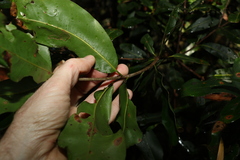 Macadamia integrifolia