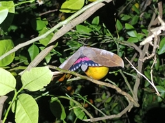 Phyllodes imperialis