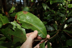 Macadamia integrifolia