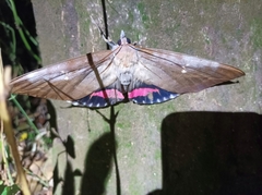 Phyllodes imperialis