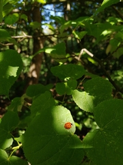 Harmonia axyridis
