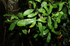 Macadamia integrifolia