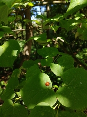 Harmonia axyridis