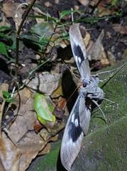 Phyllodes imperialis
