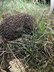 Erinaceus