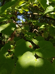 Harmonia axyridis