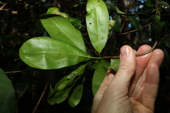 Macadamia integrifolia