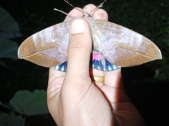 Phyllodes imperialis
