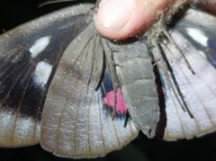 Phyllodes imperialis