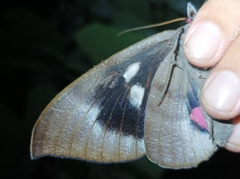 Phyllodes imperialis
