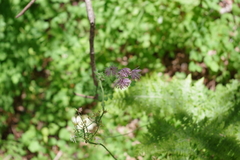 Thalictrum calabricum