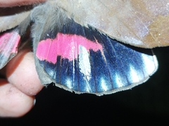 Phyllodes imperialis